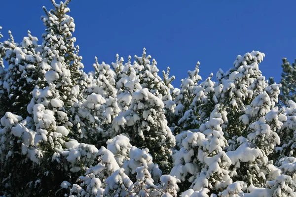 Winter Forest — Stock Photo, Image