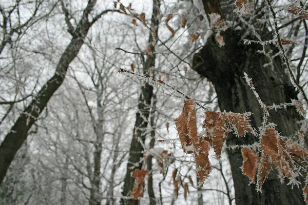Zimowy Las Pokrytymi Śniegiem Drzewami — Zdjęcie stockowe