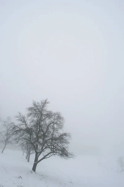 Paisagem Inverno Com Árvores Cobertas Neve — Fotografia de Stock