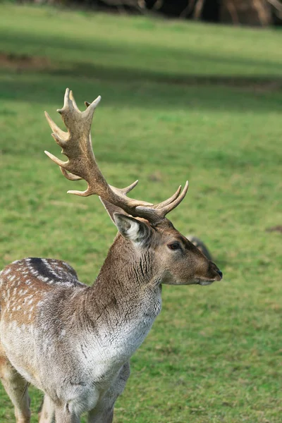 Ciervos Animales Forestales Fauna Naturaleza —  Fotos de Stock