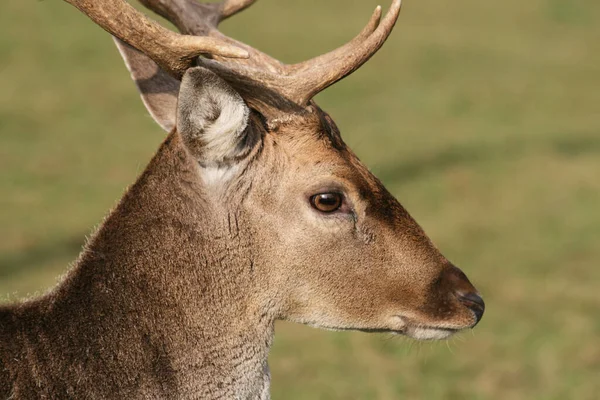 Zběsilá Zvěř Lesní Zvěř Přírodní Fauna — Stock fotografie