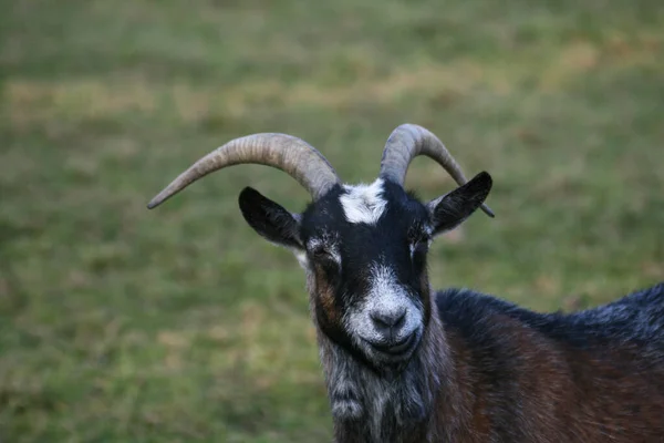 Zbliżenie Zwierząt Zoo — Zdjęcie stockowe