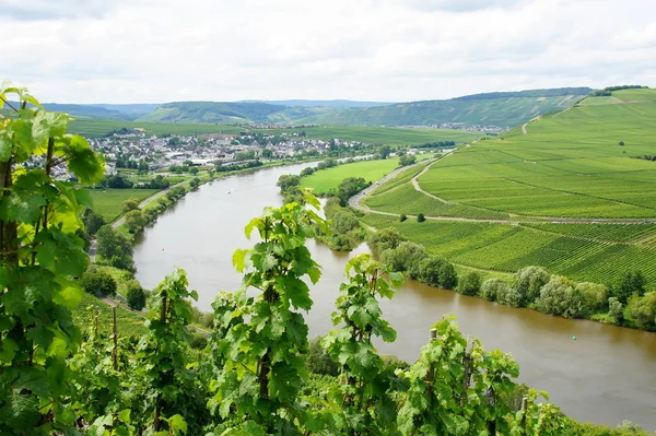 Moselle Valley Leiwen和Trittenheim全景 — 图库照片