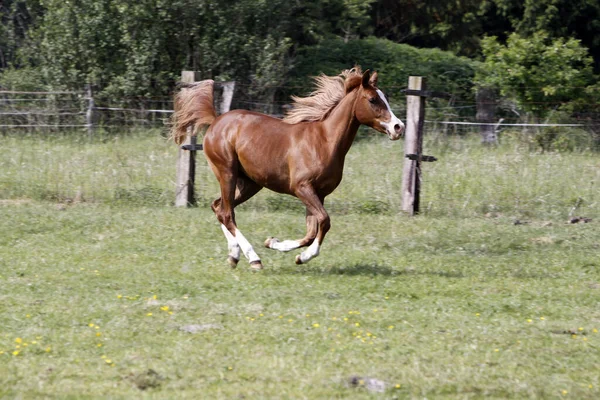 Galloping Arab Pasture — Stock Photo, Image