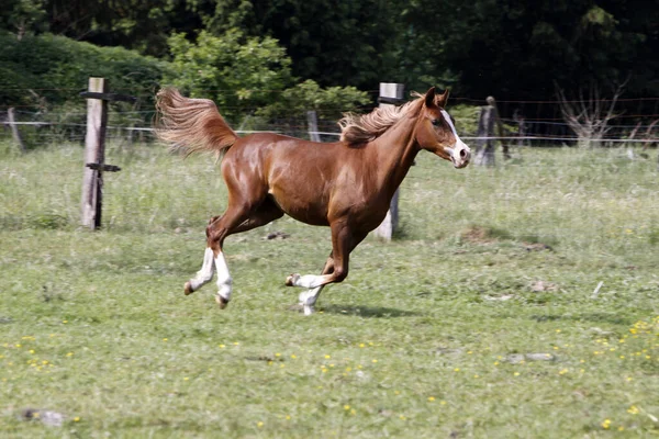 Galloping Arabs Pasture — Stock Photo, Image