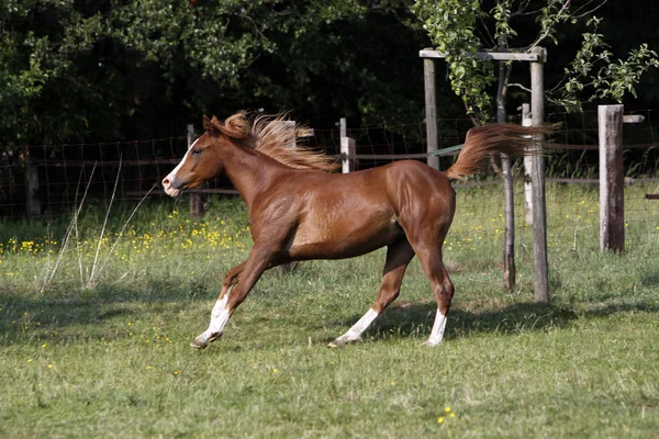 Galloping Arabs Pasture — Stock Photo, Image