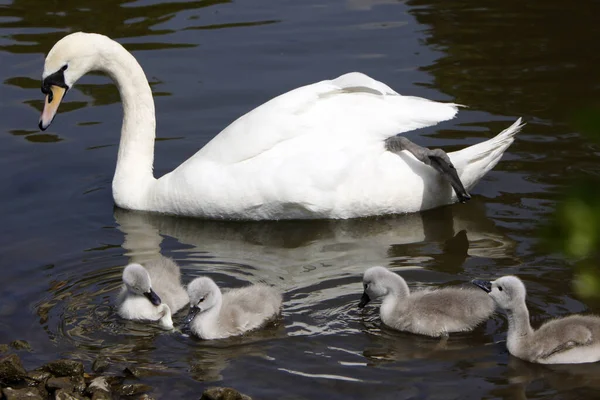 Cisne Mudo Com Pintos — Fotografia de Stock