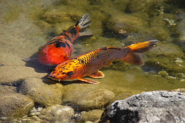 Ikan Koi Ikan Danau Asia — Stok Foto