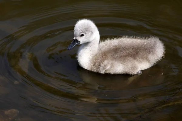 Vacker Utsikt Över Majestätisk Svan Naturen — Stockfoto