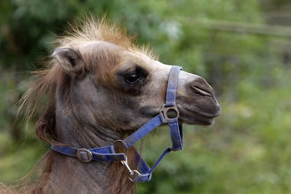 Молодой Бактрийский Верблюд Голубым Хальтером — стоковое фото