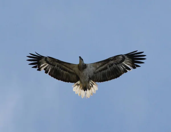 Vacker Utsikt Över Vackra Osprey Fågel — Stockfoto