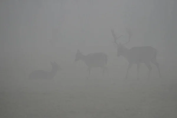 Silhouette Eines Hirsches Nebel — Stockfoto