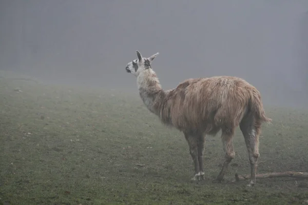 Ein Lama Auf Dem Feld — Stockfoto