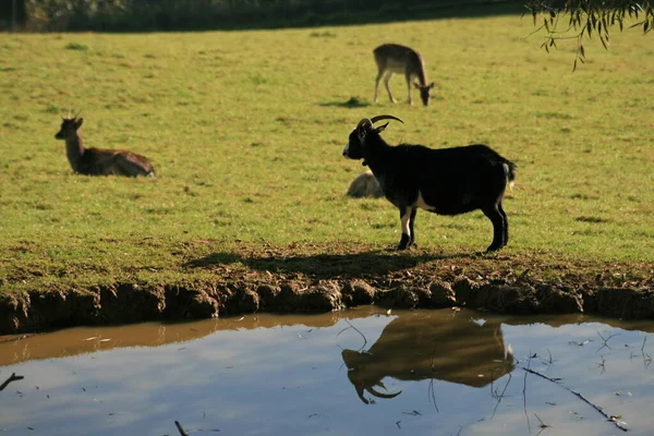 Dierenwelzijn Dierentuin — Stockfoto