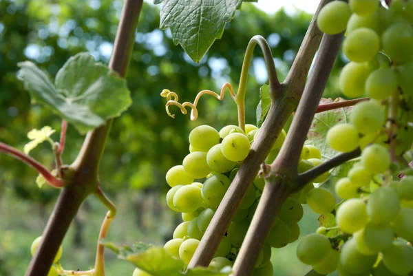 Bunches Grapes Tree Grapes — Stock Photo, Image