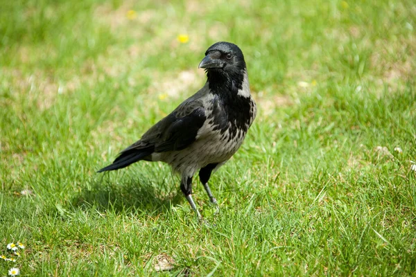 Vista Bellissimo Uccello Natura — Foto Stock