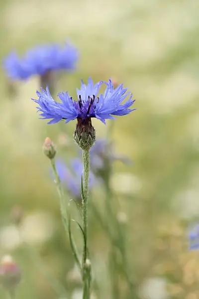 Different Flowers Selective Focus — Stock Photo, Image