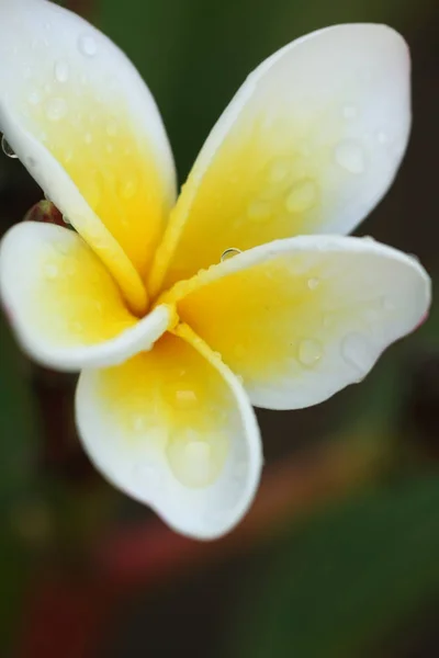 Frangipani Plumeria Лепестки Цветов — стоковое фото