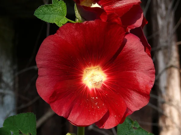 Hollyhocks Flores Flora Verão — Fotografia de Stock