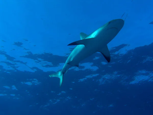 Caribbean Reef Shark Bahama Szigeteken — Stock Fotó