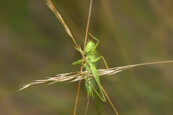 Heuschreckeninsekt Kricketkäfer — Stockfoto