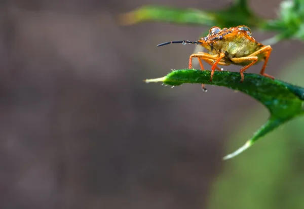 Gros Plan Bug Nature Sauvage — Photo