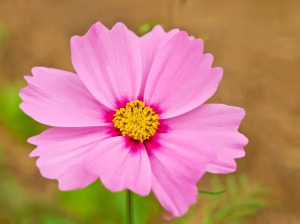 Single Pink Cosmos Flower Autumn Winter Bloom Garden — Stock Photo, Image