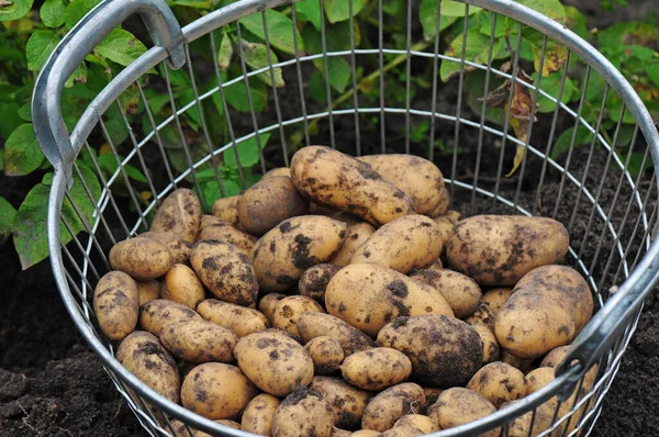 Őszi Szüret Szelektív Fókusz — Stock Fotó