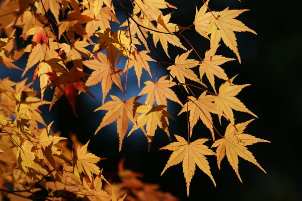 Όμορφη Φυλλώματα Φθινόπωρο Στο Δάσος — Φωτογραφία Αρχείου