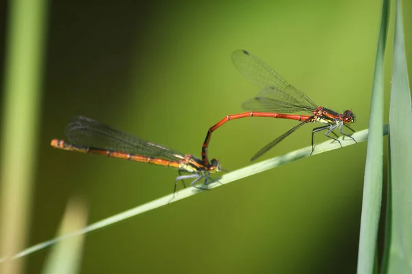 Muška Vážka Hmyz Odonata Fauna — Stock fotografie