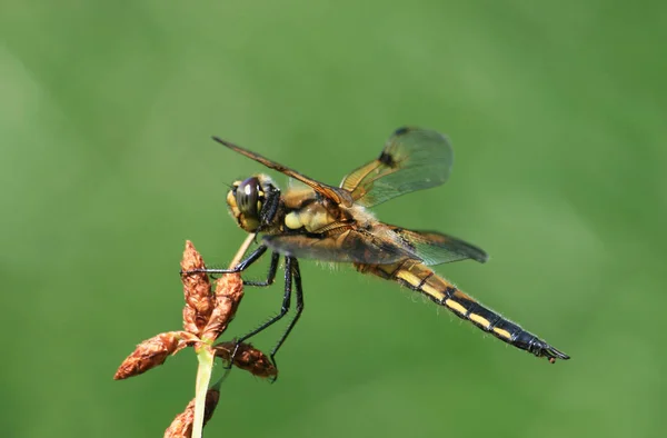 Uçan Yusufçuk Böceği Odonata Fauna — Stok fotoğraf