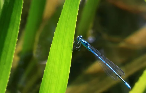 Vue Macro Rapprochée Insecte Libellule — Photo