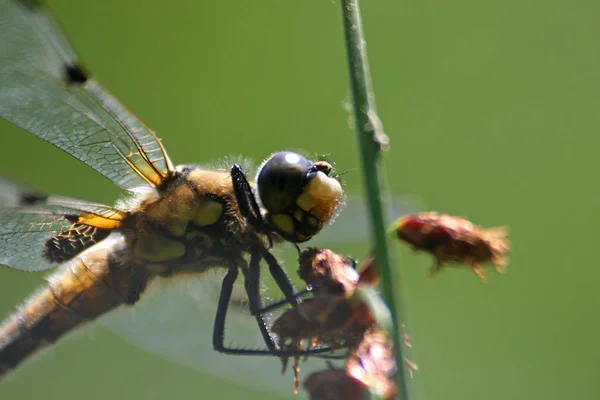 Detailní Makro Pohled Hmyz Vážky — Stock fotografie