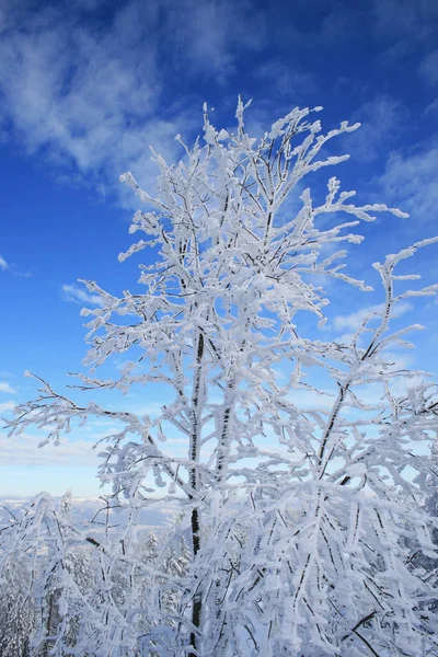 Зима Альпах — стоковое фото