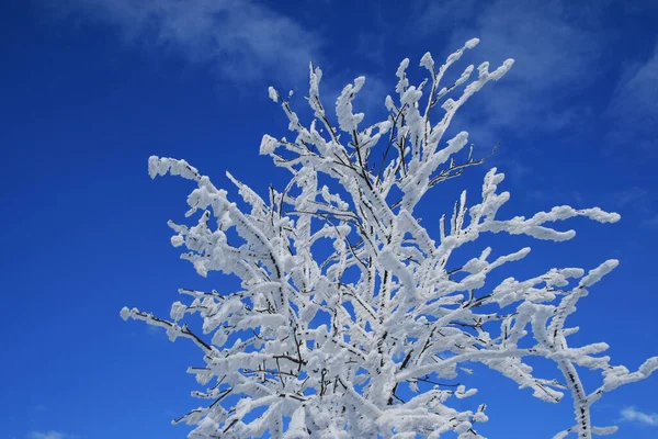 Vinter Alperna — Stockfoto