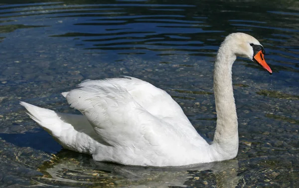 Vista Panorâmica Cisne Majestoso Natureza — Fotografia de Stock