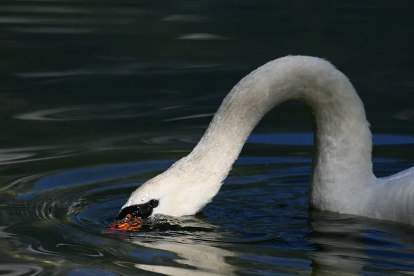 Vista Panorámica Del Majestuoso Cisne Naturaleza — Foto de Stock