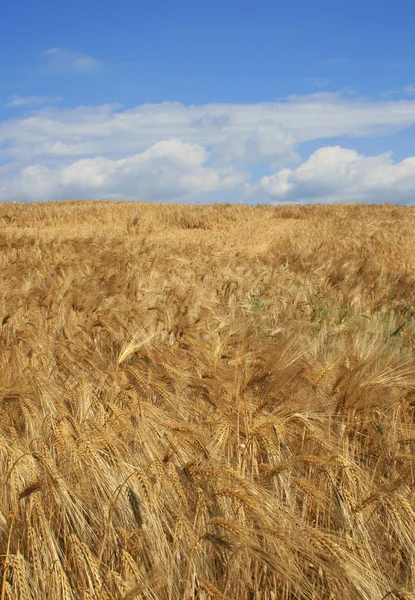 フンスルクのモーバッハ ハインツァルト近くの穀物畑 — ストック写真