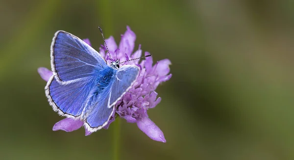 Papillon Sur Une Fleur — Photo