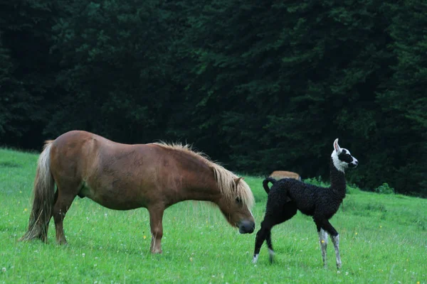 Cavalo Animal Rebanho Pastagem Animal Natureza Fauna — Fotografia de Stock