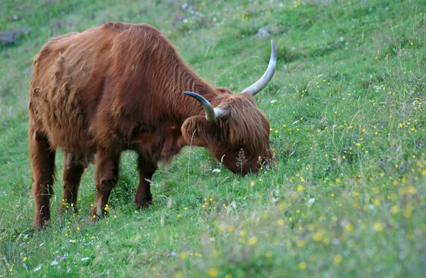 Highland Skot Volně Žijící Zvířata — Stock fotografie