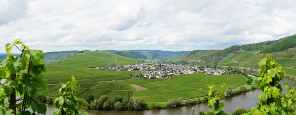 Vingårdar Alsace Frankrike — Stockfoto