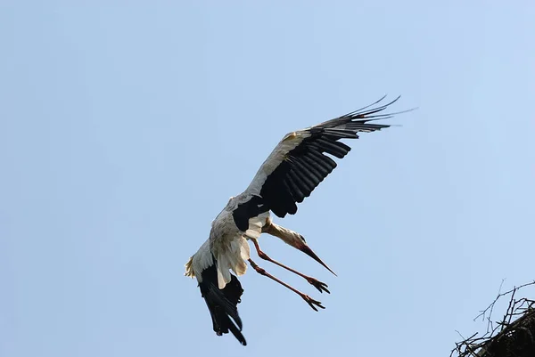 Cigüeñas Pájaro Zancudo Patas Largas Cuello Largo — Foto de Stock