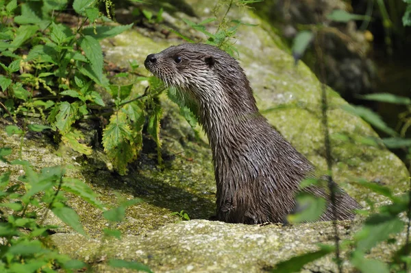 Otter Aquatic Animal Nature Fauna — Stock Photo, Image