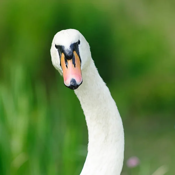 Naturskön Utsikt Över Gåsfågeln Naturen — Stockfoto