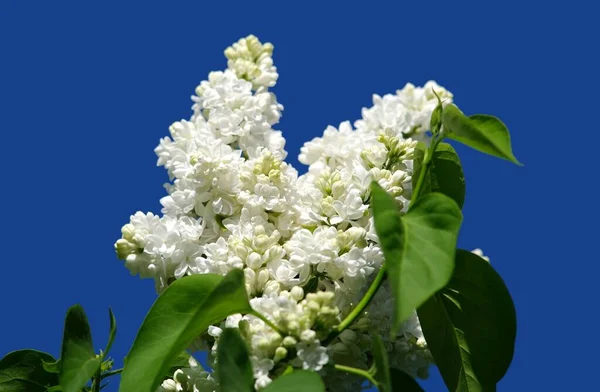 Lilás Branco Contra Céu Azul — Fotografia de Stock