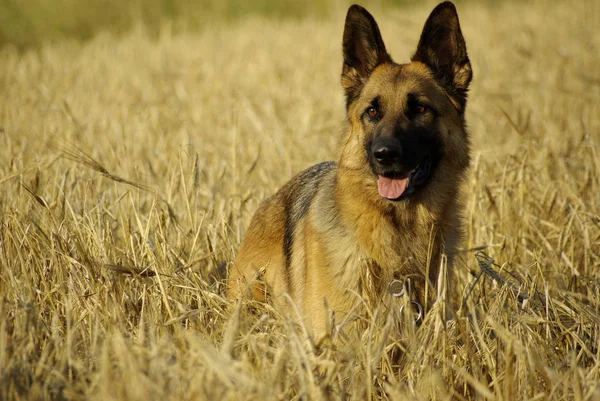 Portret Van Een Schattige Hond — Stockfoto