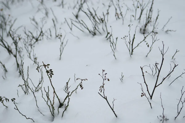 Besneeuwde Bomen Winter — Stockfoto