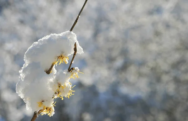 White Spring Small Snowdrop Flowers Galanthus Nivalis — Stock Photo, Image