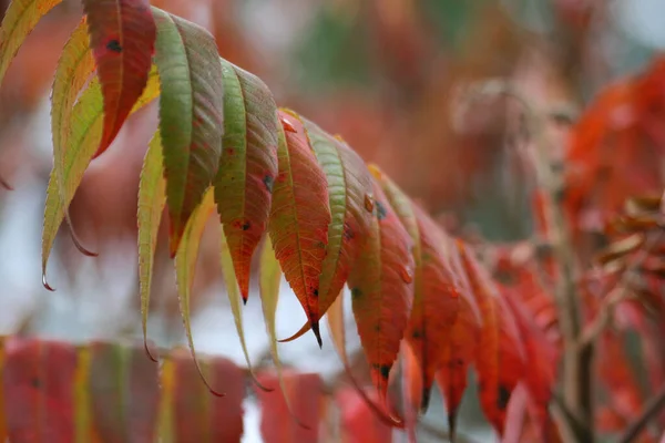 Оцтове Дерево Восени — стокове фото